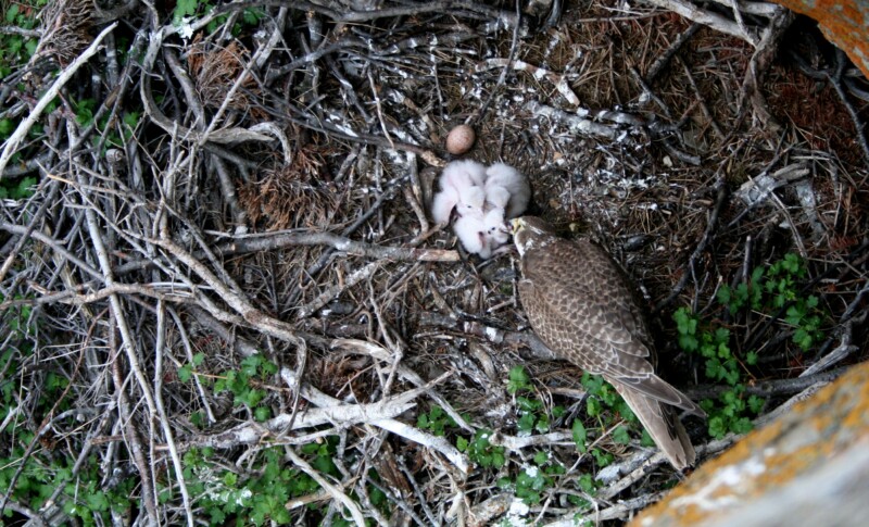 Prairie feeding young